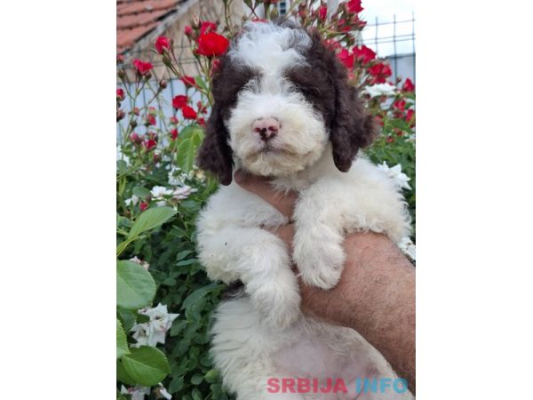 Lagoto Romanjolo (Lagotto Romagnolo)