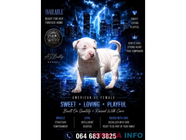 American bully &scaron;tenci &ndash; vrhunski kvalitet 