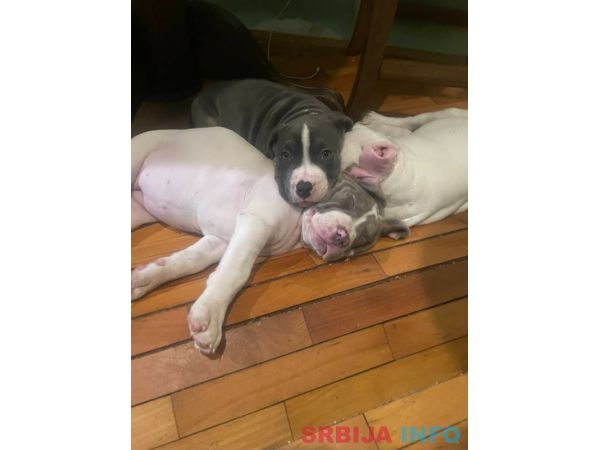 American bully &scaron;tenci &ndash; vrhunski kvalitet 