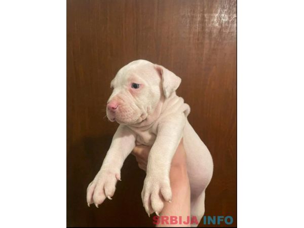 American bully &scaron;tenci &ndash; vrhunski kvalitet 