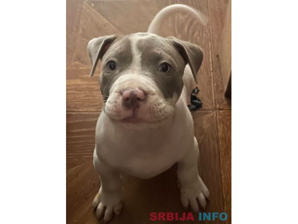 American bully &scaron;tenci &ndash; vrhunski kvalitet 