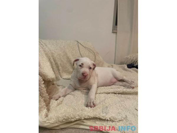 American bully &scaron;tenci &ndash; vrhunski kvalitet 