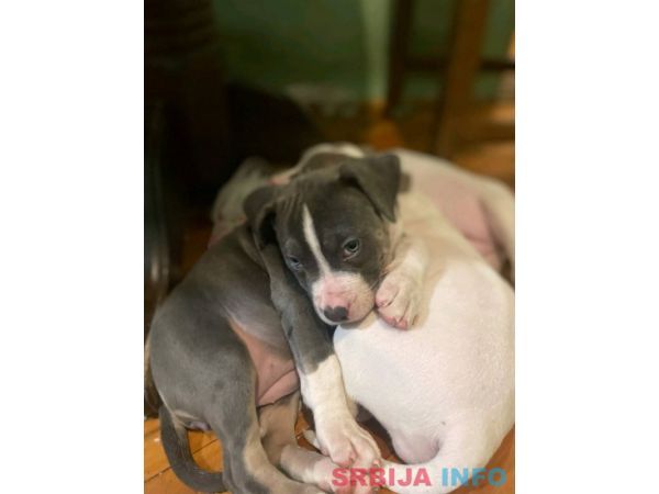 American bully &scaron;tenci &ndash; vrhunski kvalitet 