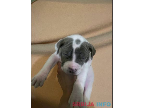 American bully &scaron;tenci &ndash; vrhunski kvalitet 