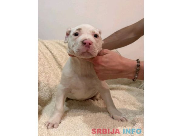 American bully &scaron;tenci &ndash; vrhunski kvalitet 