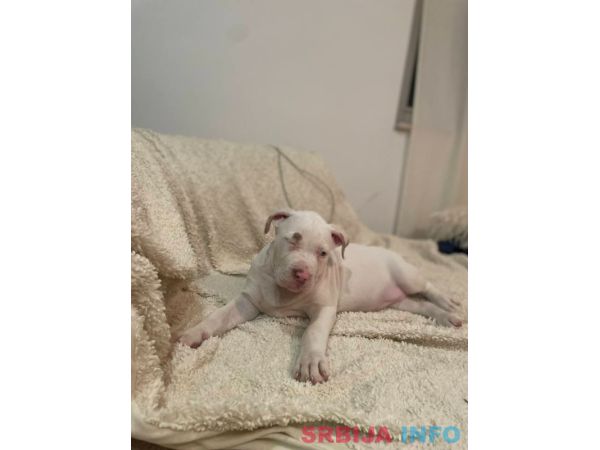 American bully &scaron;tenci &ndash; vrhunski kvalitet 