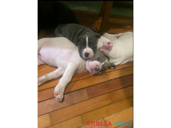 American bully &scaron;tenci &ndash; vrhunski kvalitet 