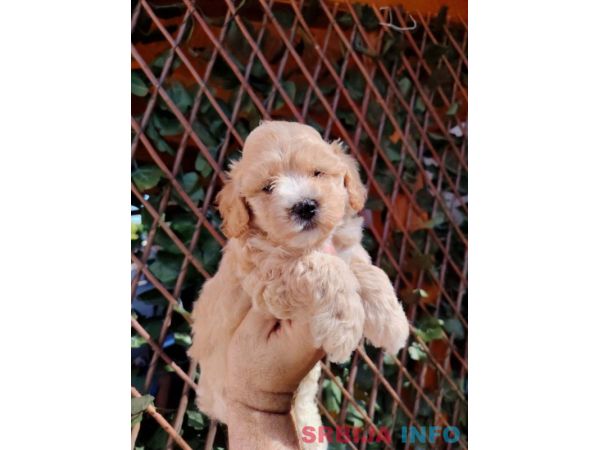 Dostupni za preuzimanje MALTIPOO prelepi 