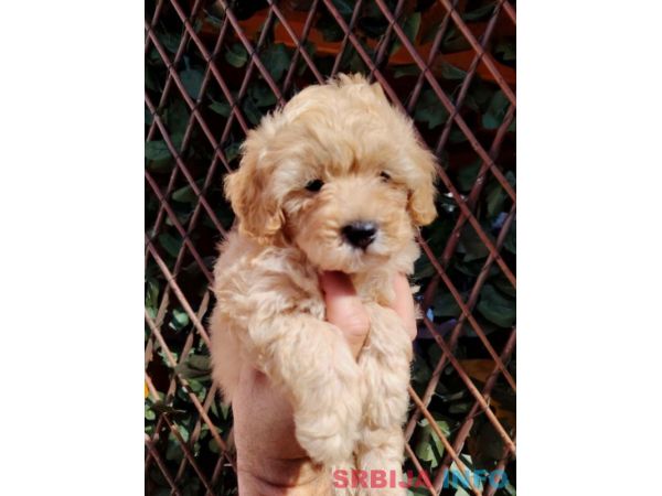 Dostupni za preuzimanje MALTIPOO prelepi 