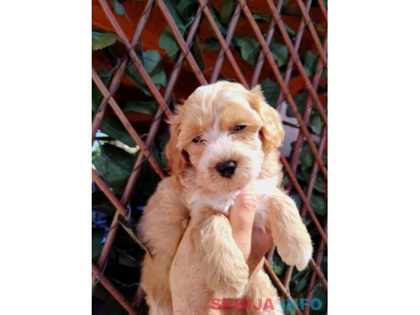 Dostupni za preuzimanje MALTIPOO prelepi 