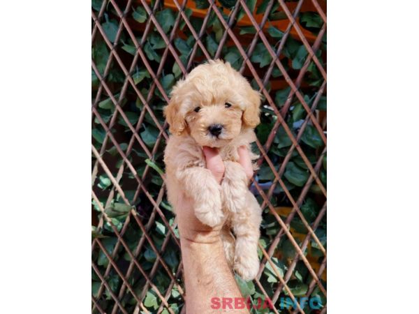 Dostupni za preuzimanje MALTIPOO prelepi 