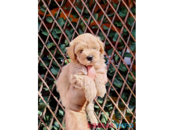 Dostupni za preuzimanje MALTIPOO prelepi 