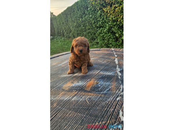 Aprikot mini i Crvena toy pudla &scaron;tenci