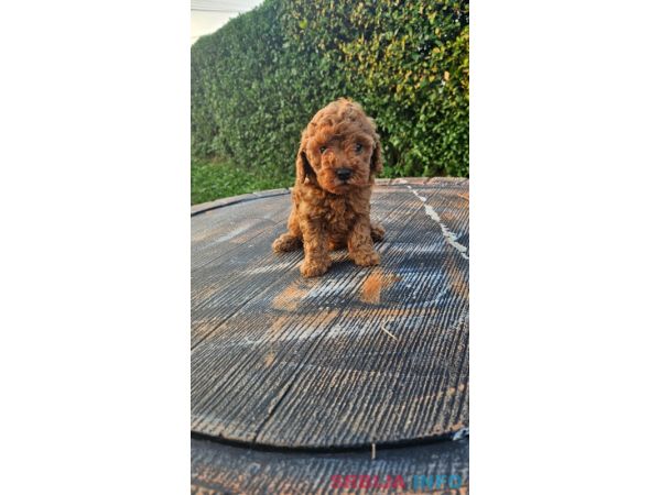 Aprikot mini i Crvena toy pudla &scaron;tenci