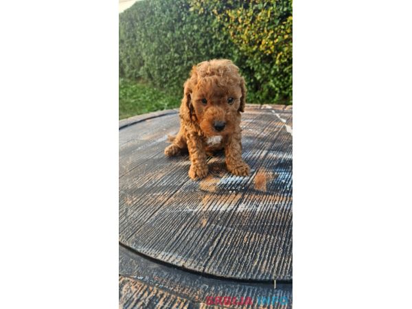 Aprikot mini i Crvena toy pudla &scaron;tenci