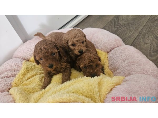 Aprikot mini i Crvena toy pudla &scaron;tenci