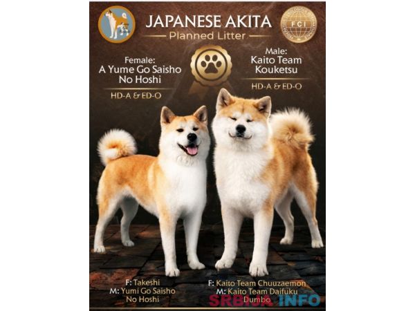 Akita Inu prelepi štenci