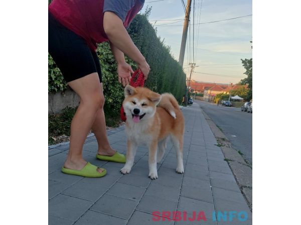Akita Inu prelepi &scaron;tenci