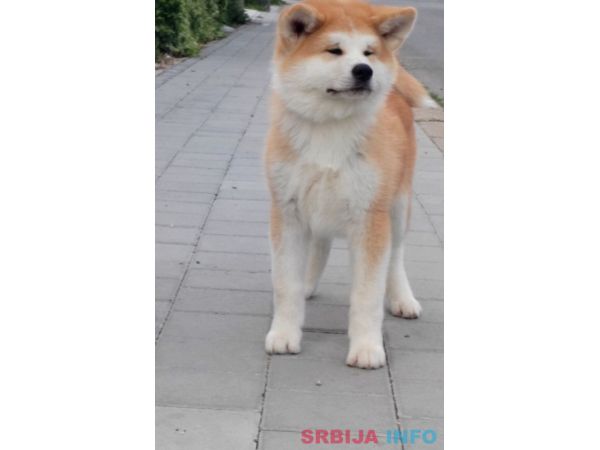 Akita Inu prelepi &scaron;tenci