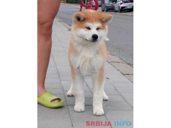 Akita Inu prelepi &scaron;tenci