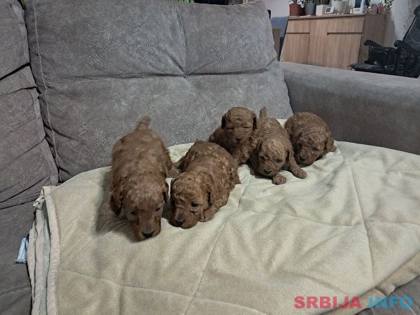Crvena toj pudla ( Toy Poodle )