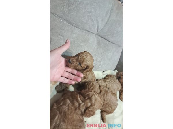 Crvena toj pudla ( Toy Poodle )