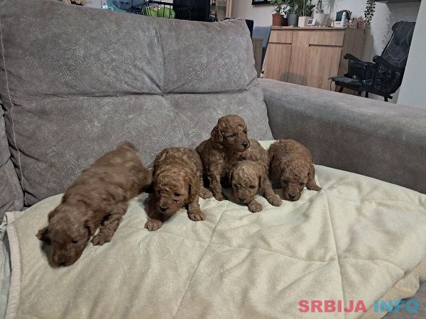 Crvena toj pudla ( Toy Poodle )