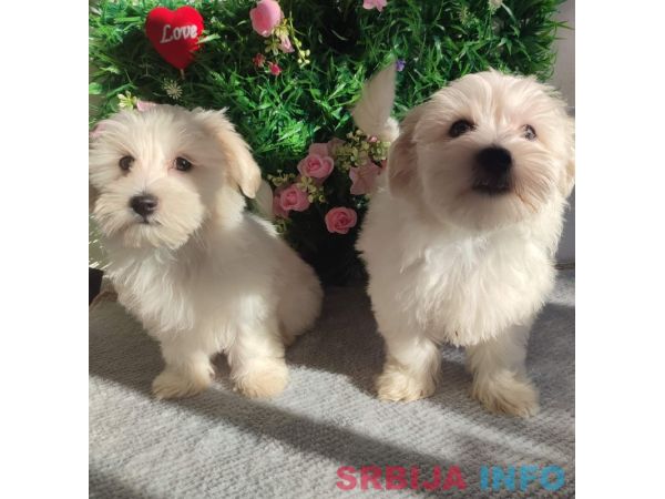 Maltezer prelepi &scaron;tenci