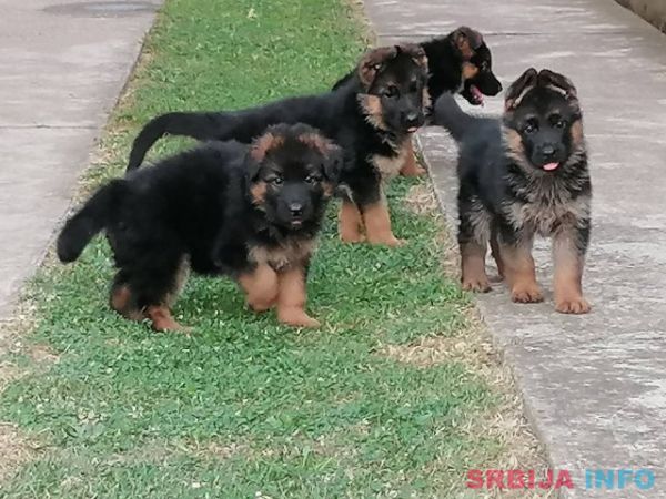 Nemački ovčar, ženski &scaron;tenci