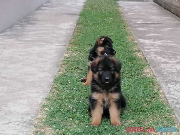 Nemački ovčar, ženski &scaron;tenci