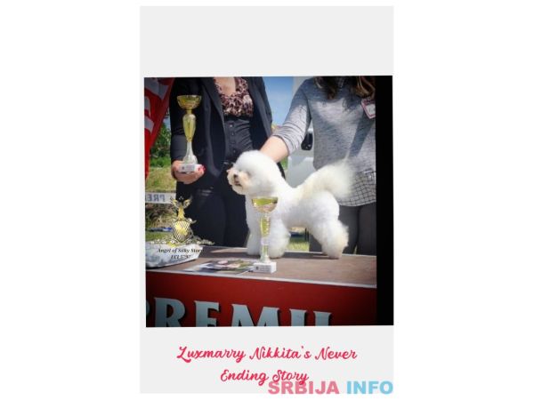 Kovrdžavi bišon prelepi štenci