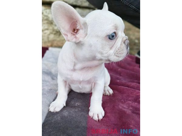 Merle francuski buldog &scaron;tenci