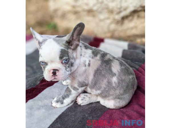 Merle francuski buldog &scaron;tenci