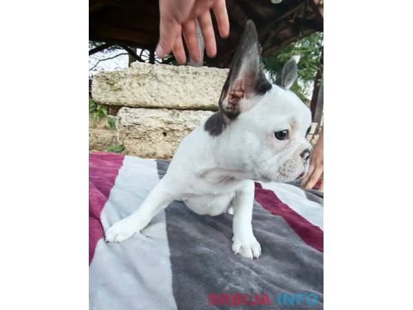 Merle francuski buldog &scaron;tenci