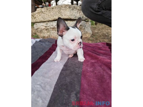 Merle francuski buldog &scaron;tenci