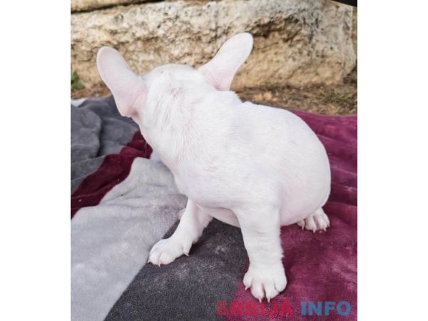 Merle francuski buldog &scaron;tenci
