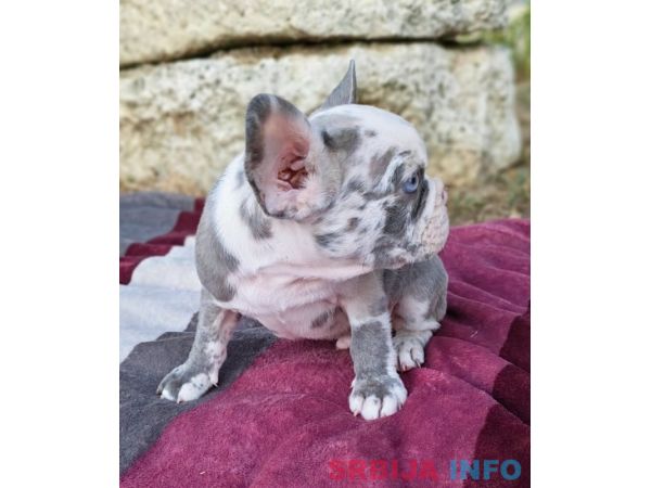 Merle francuski buldog &scaron;tenci