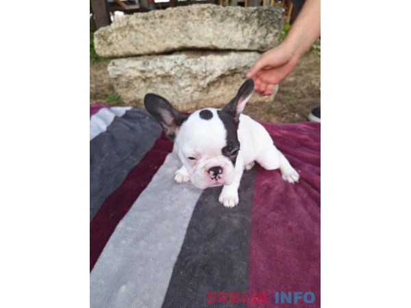 Merle francuski buldog &scaron;tenci