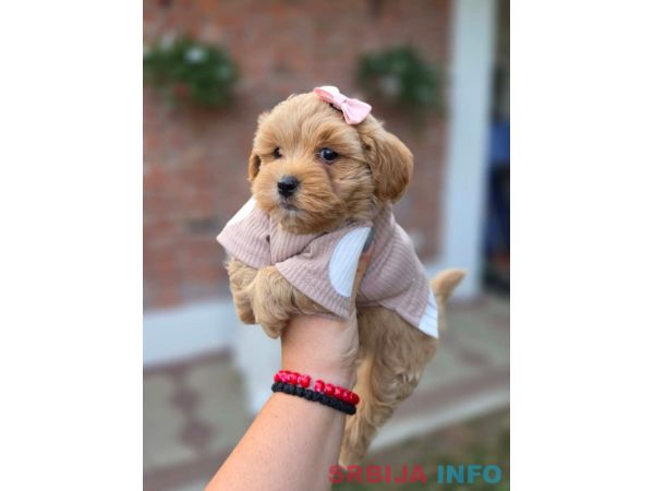 Maltipoo nove bebe 