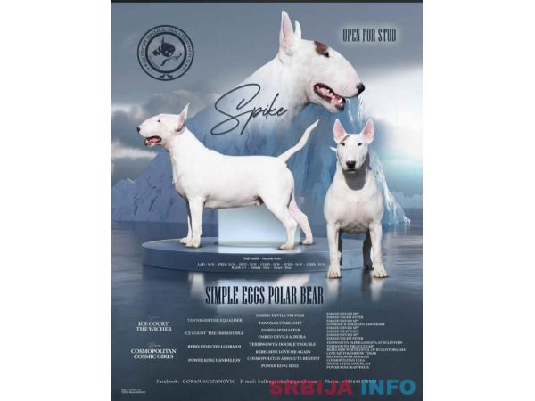 Bul terijer stenci, najbolji i najlepsi 