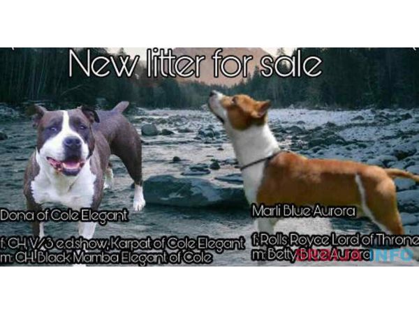 AMERICKI STAFORDSKI TERIJER stenci vrh. 