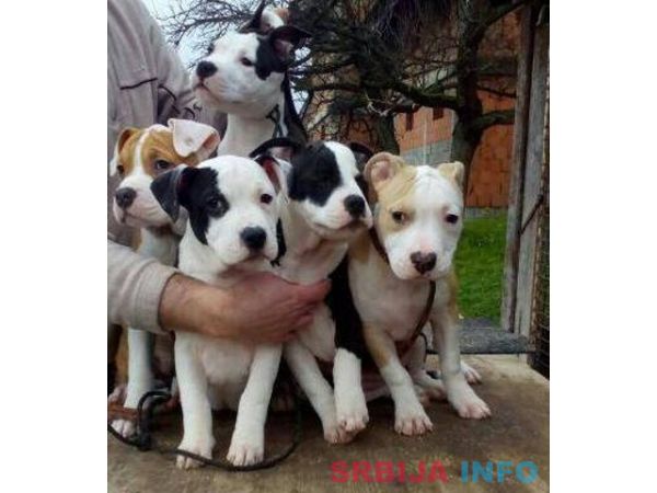 AMERICKI STAFORDSKI TERIJER stenci vrh. 