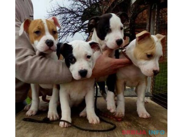 AMERICKI STAFORDSKI TERIJER stenci vrh. 