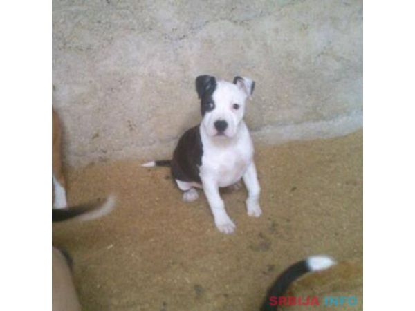 AMERICKI STAFORDSKI TERIJER stenci vrh. 