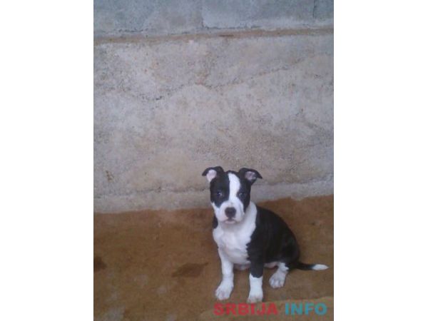 AMERICKI STAFORDSKI TERIJER stenci vrh. 