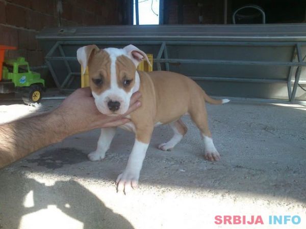 AMERICKI STAFORDSKI TERIJER stenci vrh. 
