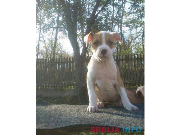 AMERICKI STAFORDSKI TERIJER stenci vrh. 