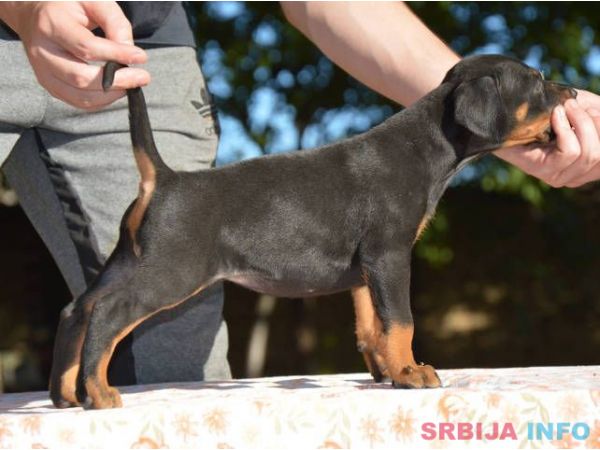 DOBERMAN stenci izlozbenog potencijala