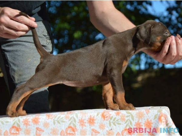 DOBERMAN stenci izlozbenog potencijala