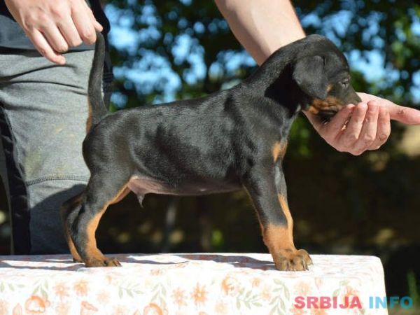 DOBERMAN stenci izlozbenog potencijala